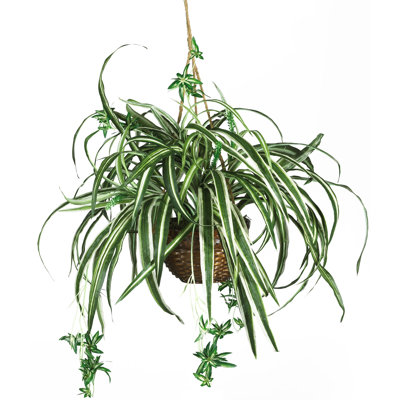 Plante en soie Spider