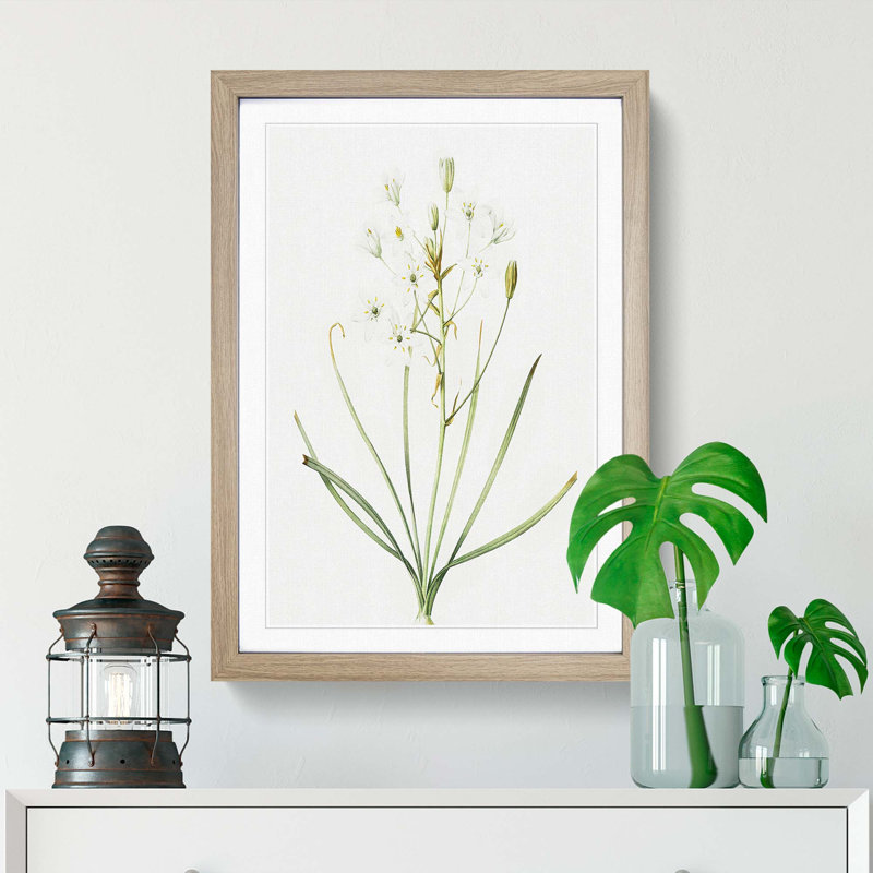Ornithogalum Flowers by Pierre-Joseph Redoute - Picture Frame Painting Print, 36cm H x 27cm W x 2cm D, Oak Framed