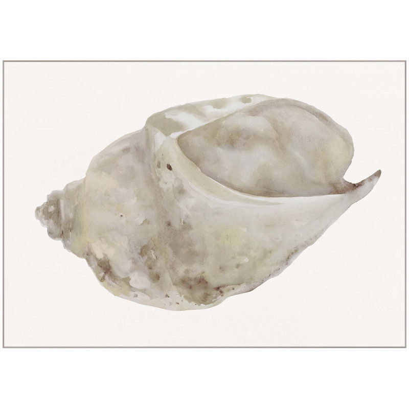 Sea Shell 4 Print, 44" H x 61" W, White Floater Framed