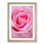 Pink Rose Petals - Single Picture Frame Print on MDF-56862814-56862818