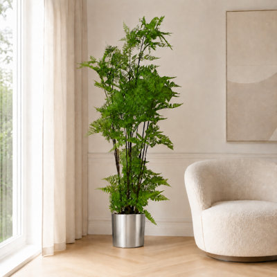 150cm Plant