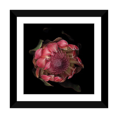 «The Glory of the Protea», reproduction de photo sur toile tendue