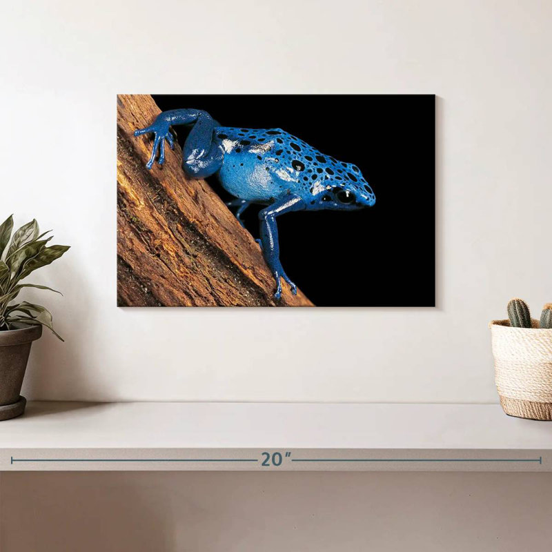 Crowle Poison Arrow Frog, 8" H x 12" W