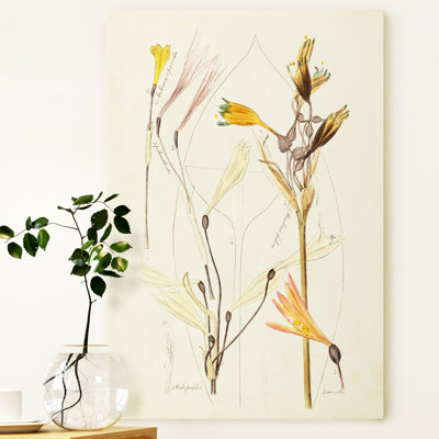 " Antique Botanical Sketch Vi "
