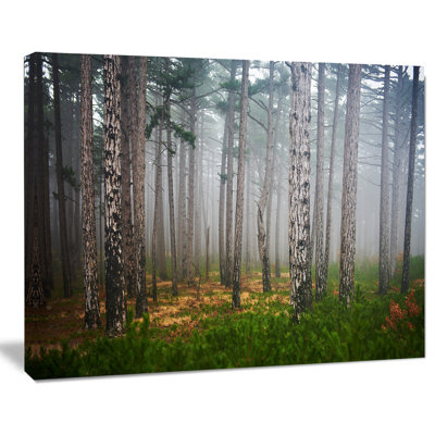 «Dense Misty Forest», reproduction de photo sur toile tendue