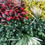 Greenwall 100 cm H Faux Plant
