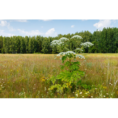 " Cow Parsnip Blooms "