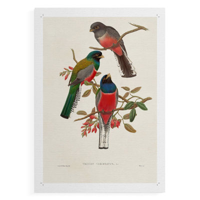 ElegantTrogonsIX - Impression sur toile seulement - NON-CADRE