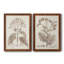 Antique sépia botanicals II, toile encadrée de qualité supérieure - prête à être accrochée-1525360193-1525360196