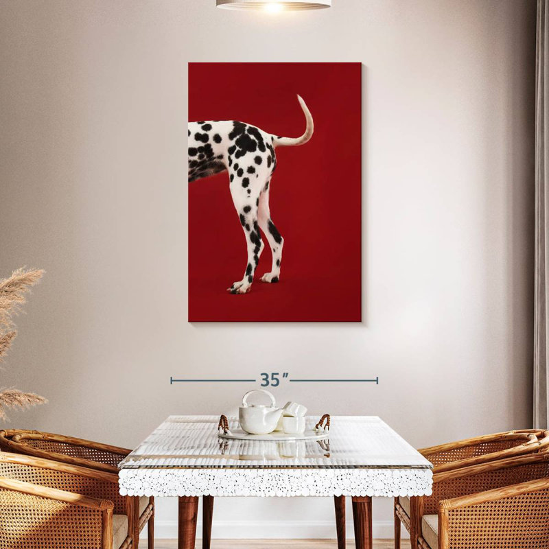 Queue dalmatienne, H 45 po x l 30 po