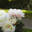 Tige de pivoine 28 po-2051446015