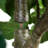 13ft. Artificial Fiddle Leaf Fig Tree