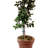 Amaya Weather Resistant Plastic Plant Support-1519762771