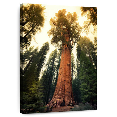 Alvord Twilight Sequoia National Park