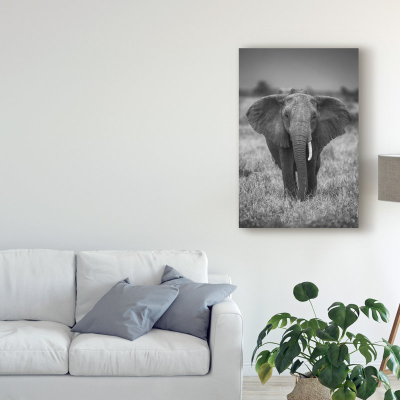« singularité éléphant », reproduction de photo sur toile tendue, H 19 po x l 12 po x P 2 po