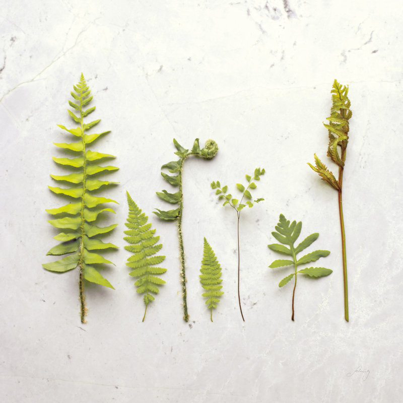Flat Lay Ferns III by Felicity Bradley - No Frame Print on Canvas, 51cm H x 51cm W