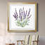 Lavande botanique II - peinture encadrée-481411737-481411740