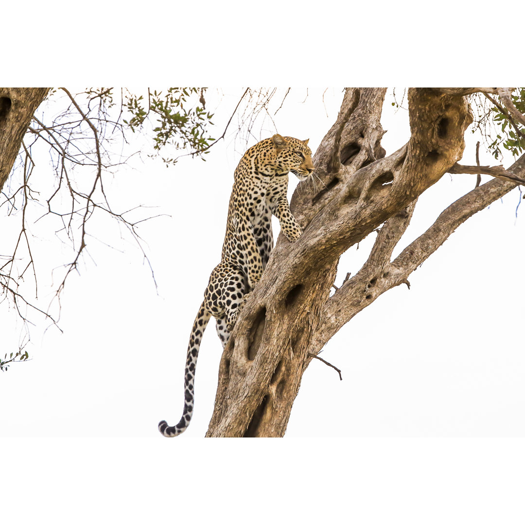 Leopard - Kletternder Baum von 1001slide - Ohne Rahmen Druck auf Leinwand