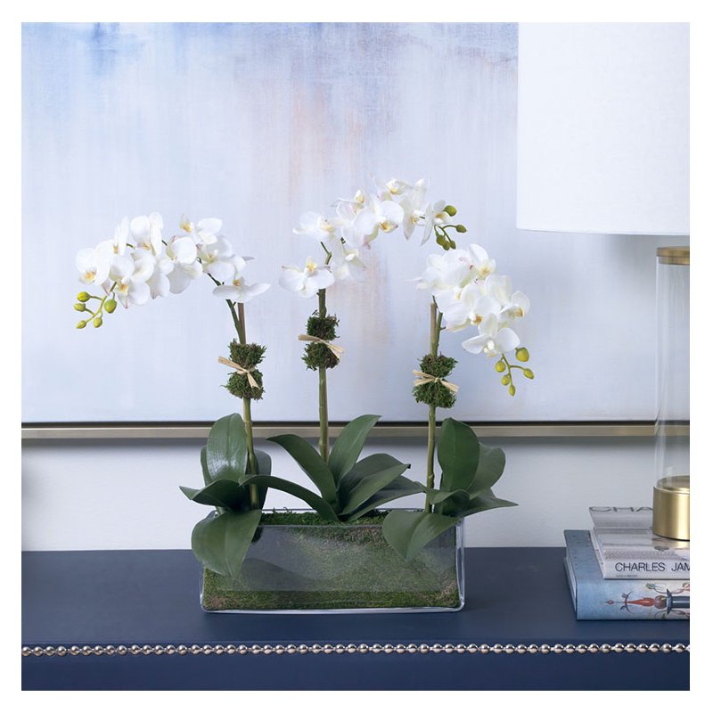 Phalaenopsis Orchids in Glass Rectangle Vase