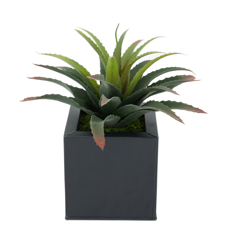 Plante grasse artificielle 7 po en pot, Noir