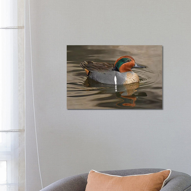 Handsome Green-Wing Teal by Brian Wolf - Wrapped Canvas Print, 45.72cm H x 66.04cm W x 1.91cm D