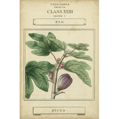 Linnaean Botany VI by Vision Studio - Wrapped Canvas Art Prints