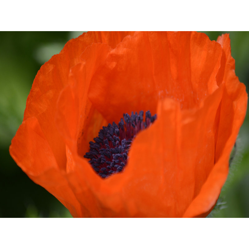 " Orange Poppy II " by Savanah Plank, 24" H x 32" W  