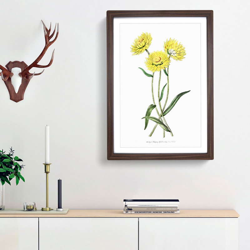 Yellow Starflowers - Framed Print, 36cm H x 27cm W x 2cm D, Walnut Framed