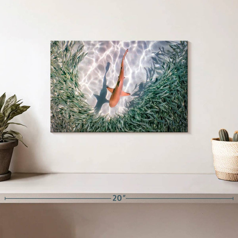 Brampt Baby Blacktip Reef Shark, 8" H x 12" W