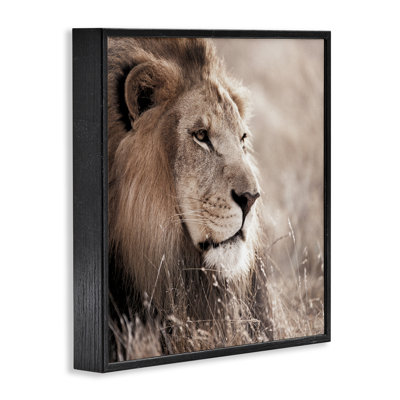 «Strong Gazing Lion», art de la giclée encadrée par Danita Delimont