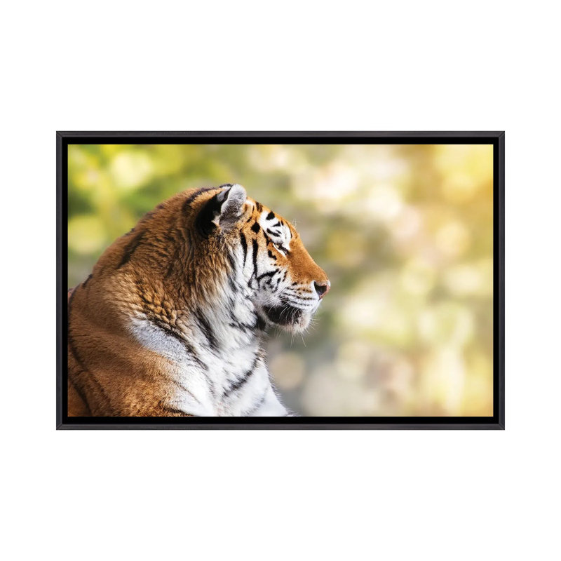 Tigre de Sibérie au soleil - reproduction d'art murale - toile encadrée, 60" x 40", Framed Canvas, Distressed Black