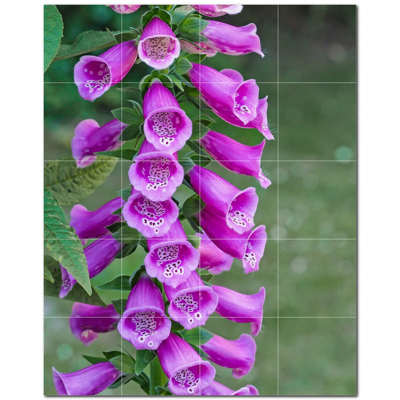 Fleurs photo 8 x 8