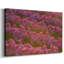 Field of Tulips I-Gallery, toile tendue-1257380875