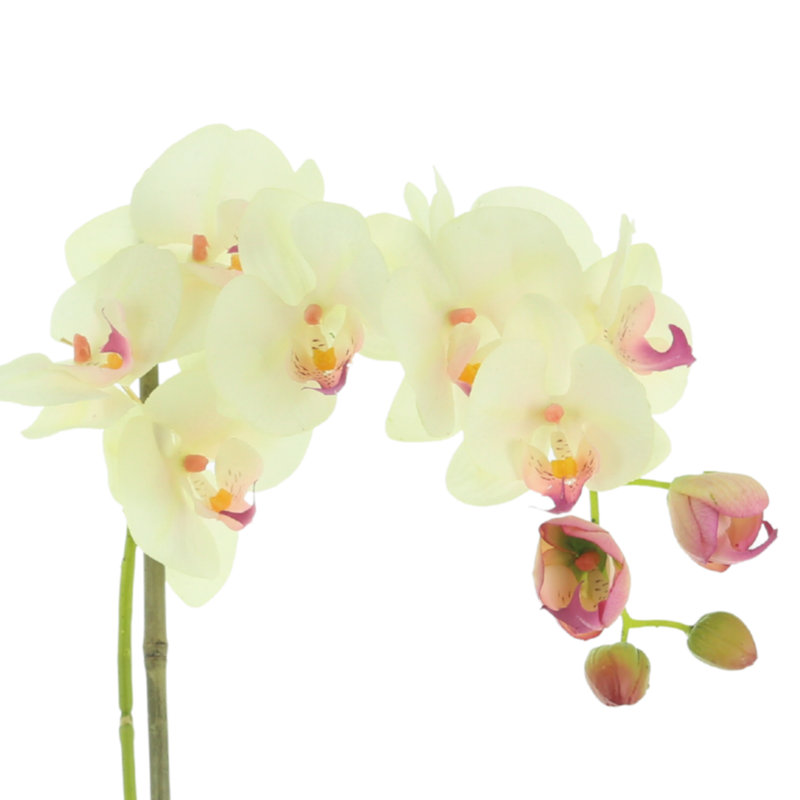 Phalaenopsis Orchid Floral Arrangement in Pot, Cream/Pink