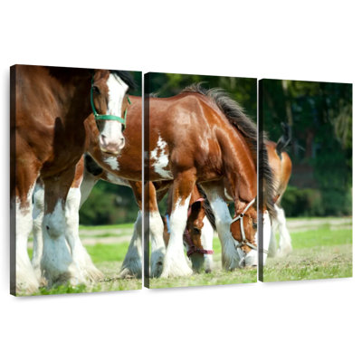 Chevaux Clydesdale