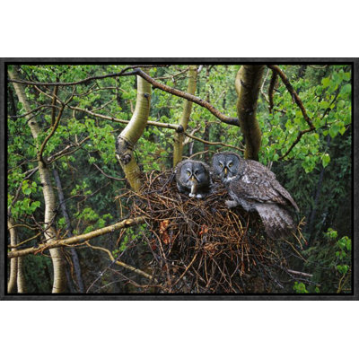 " Great Gray Owl Pair Nesting, North America "