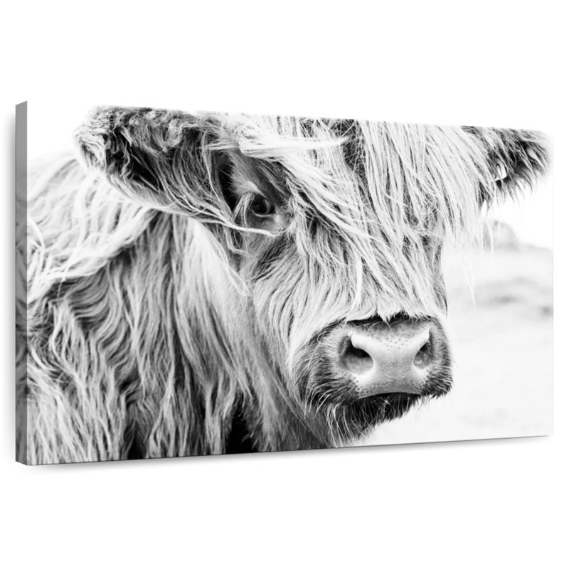 Long Haired Cow, 24" H x 36" W