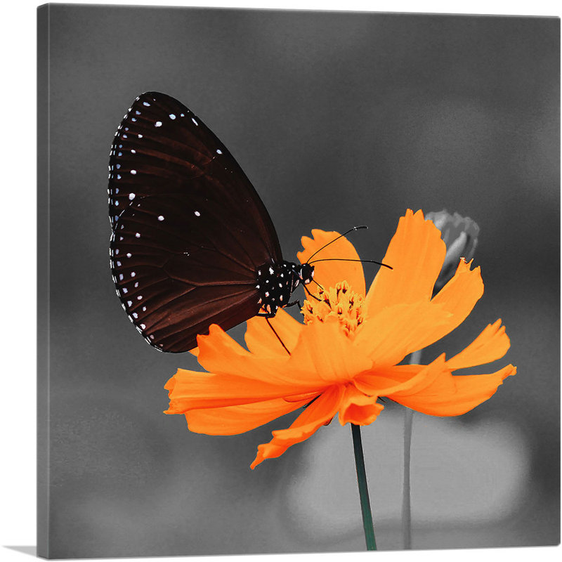 «Monarch Butterfly on Orange Flower», impression sur toile tendue, H 18 po x l 18 po x P 0,75 po