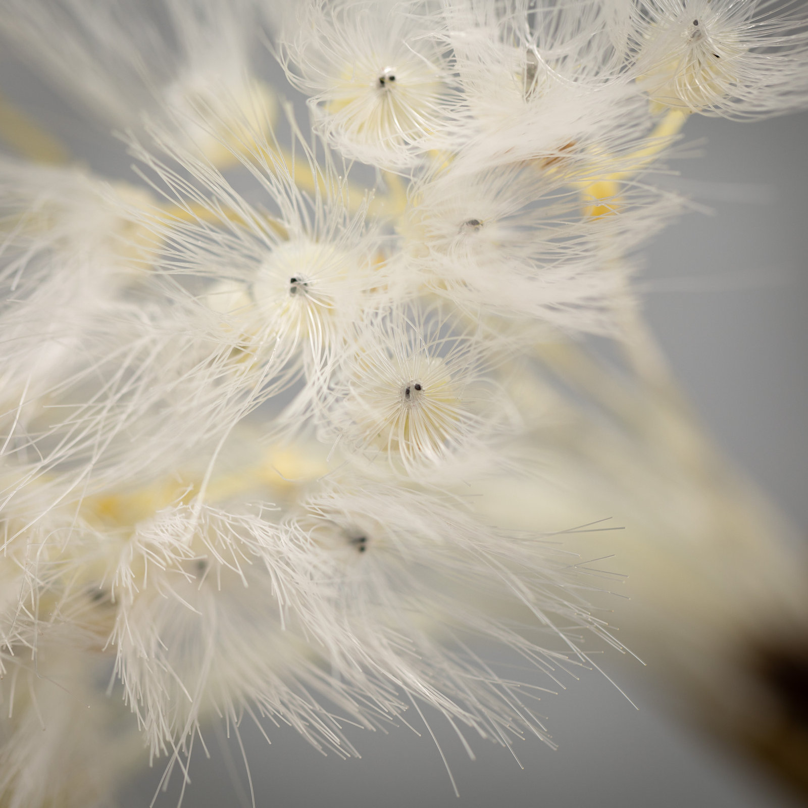 Dandelion Sprays