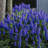 Grape Hyacinths Bulb