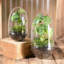 Terrarium en verre-246729266