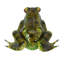 Statue de grenouille américaine en métal vert