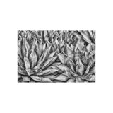 Agaves Print by Harold Davis