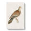 Oriental Turtle Dove by Von Wright - Wrapped Canvas-55311337
