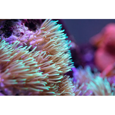 Récif corail par Vgajic