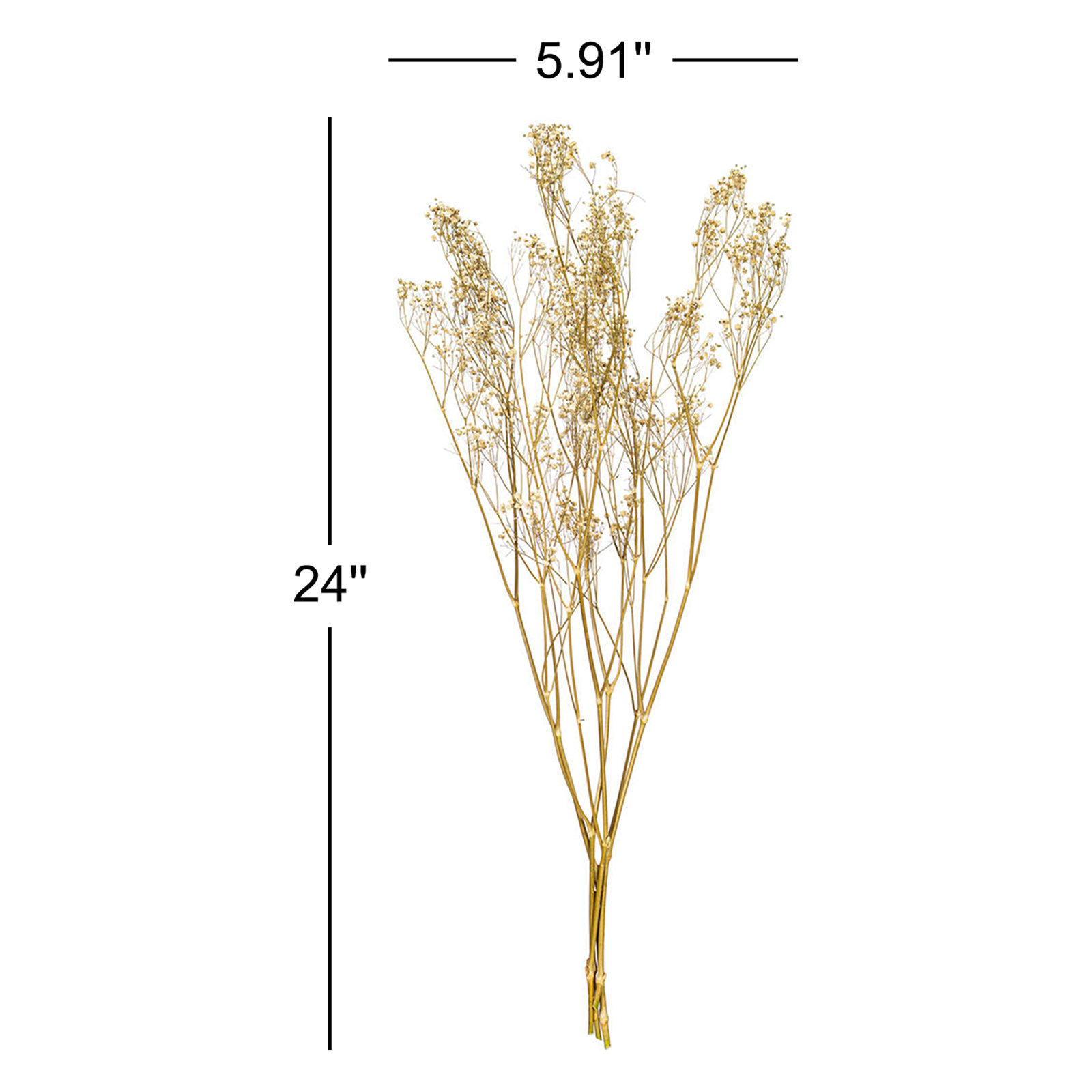 Dried Baby's Breath Stems