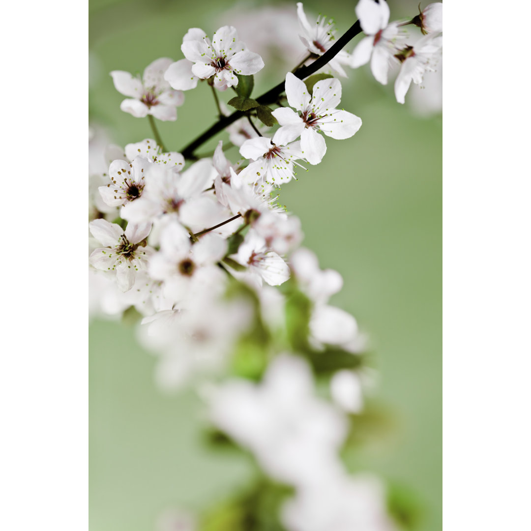 Schöne Kirschblüte im Frühling von Terrababy - Druck