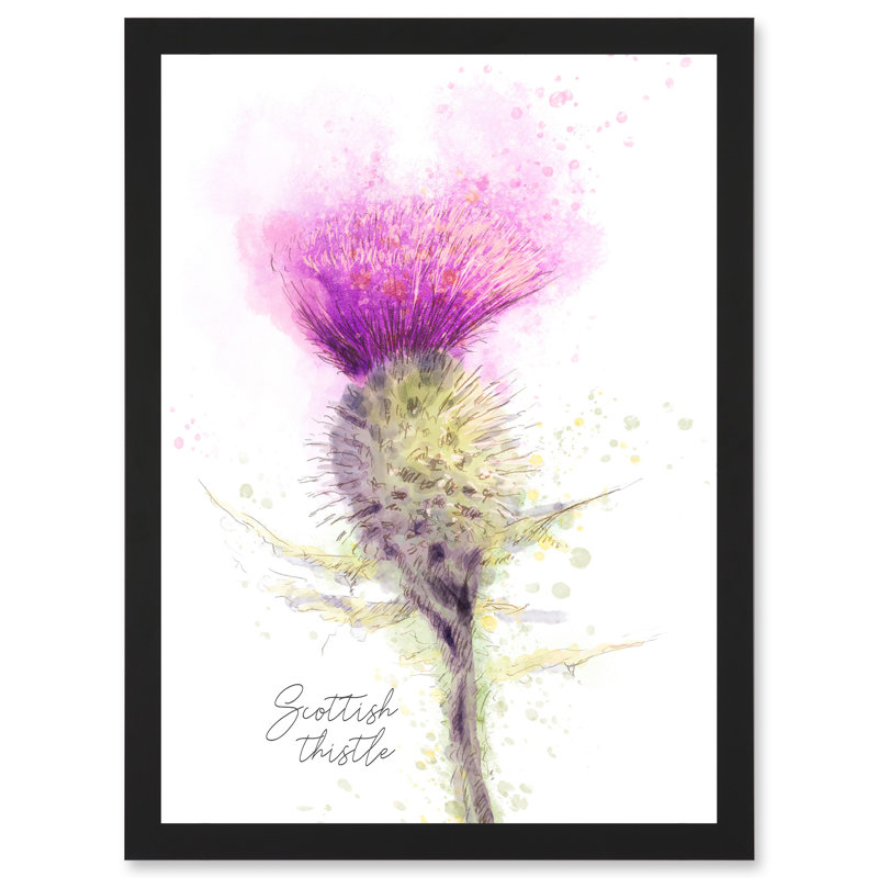 Scottish Thistle Flower Head - Single Picture Frame Print, 32.3cm H x  23.4cm W x 2cm D