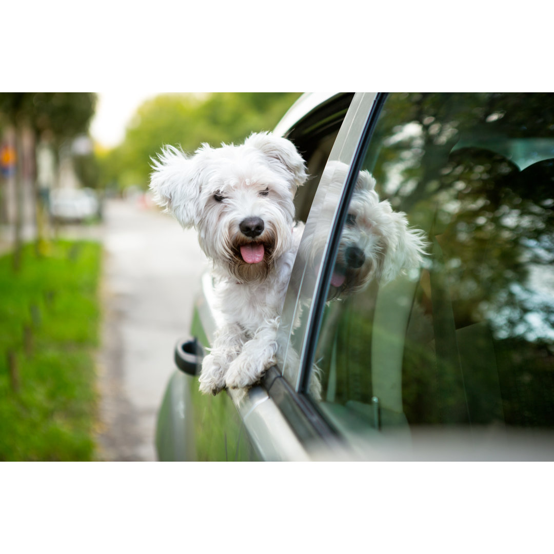 Leinwandbild Junger Hund schaut aus dem Autofenster