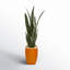 55'' Faux Sansevieria Plant in Pot